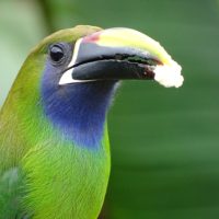 22 november “Vogels in Costa Rica”. Start 19:30, bezoekerscentrum Kraaienberg.